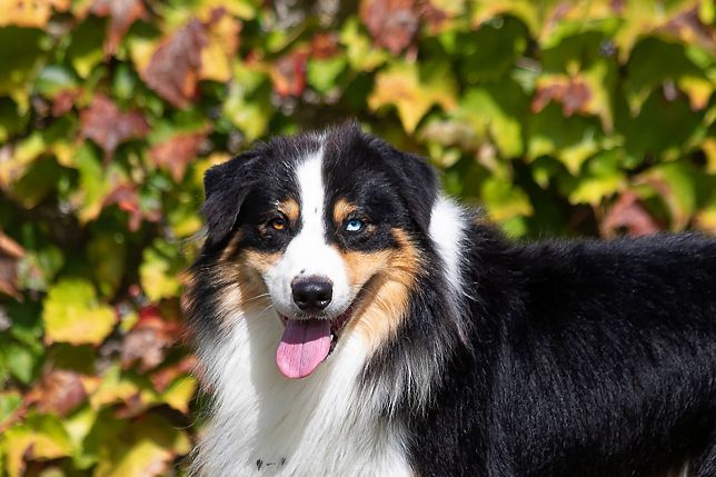 S maximus berger aux yeux de ciel