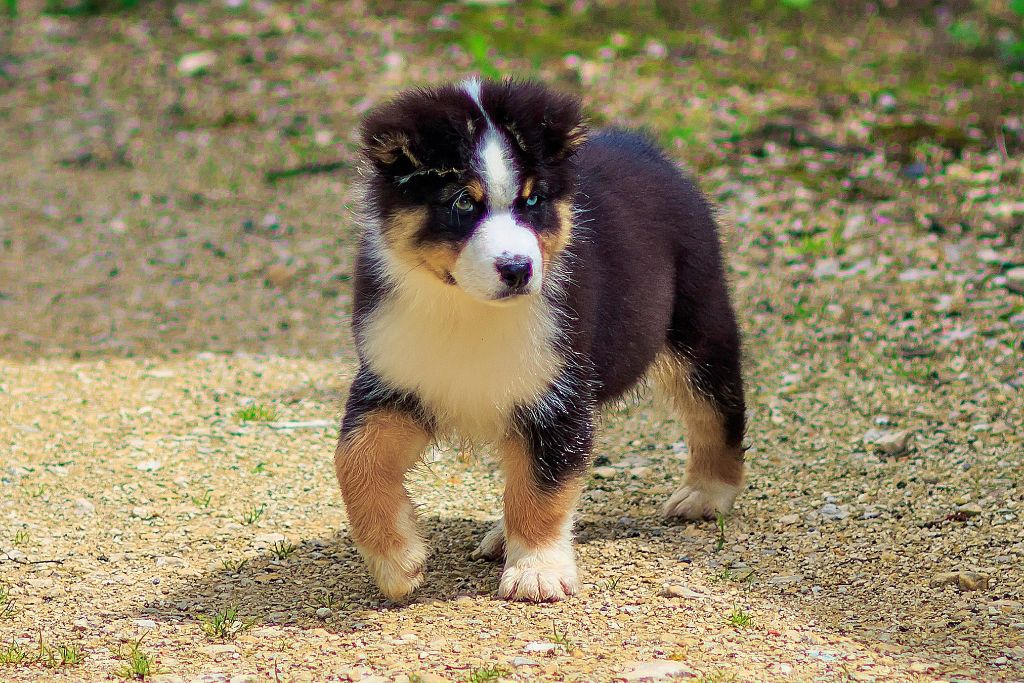 S maximus berger aux yeux de ciel