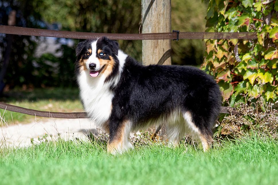 S maximus berger aux yeux de ciel