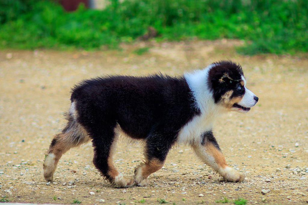 S maximus berger aux yeux de ciel