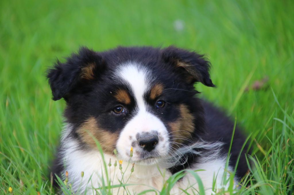 des Légendes de Maika - Chiot disponible  - Berger Australien