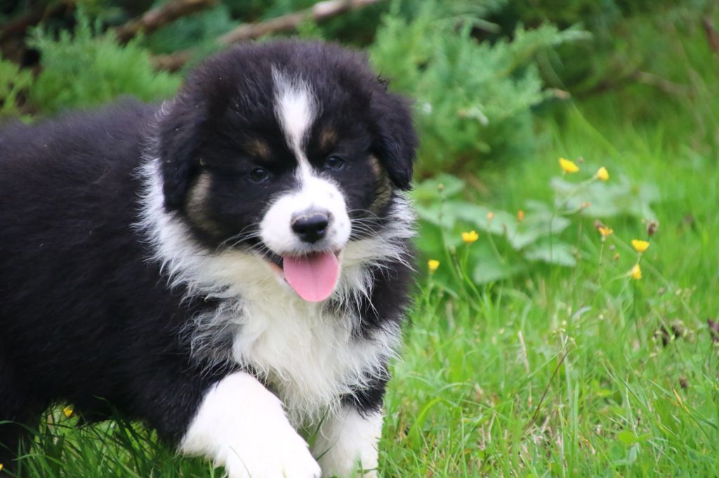 des Légendes de Maika - Chiot disponible  - Berger Australien