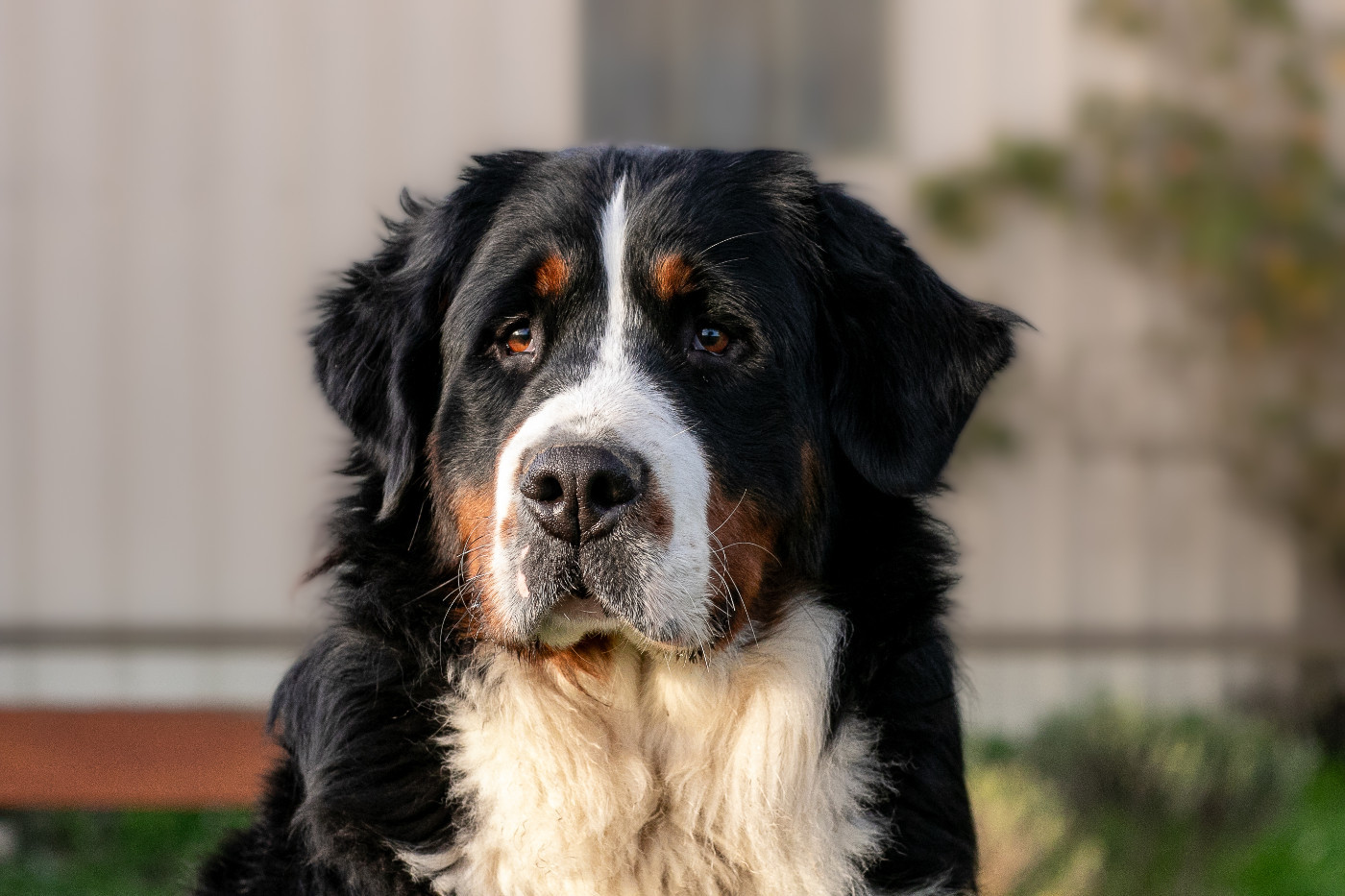 Vicomtesse des légendes de Maïka des Légendes de Maika