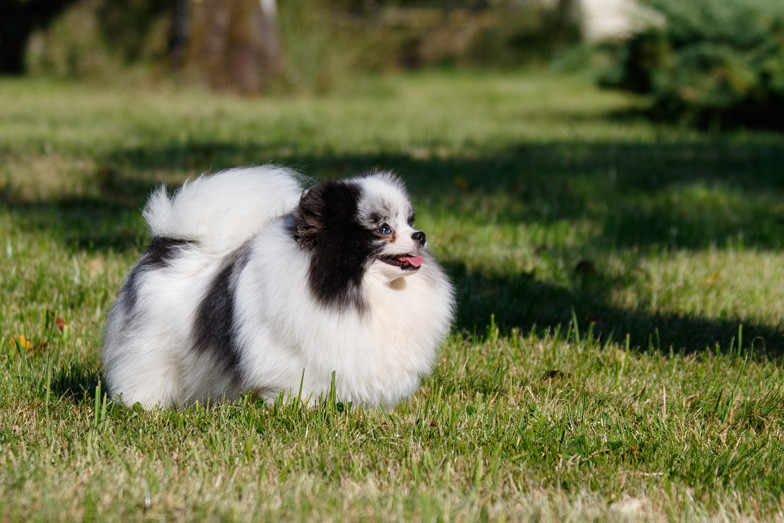 Zoe  des Légendes de Maika