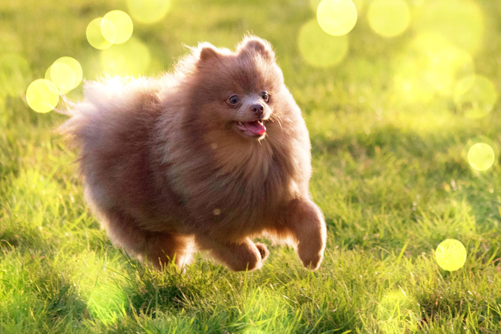 Smile  des Légendes de Maika