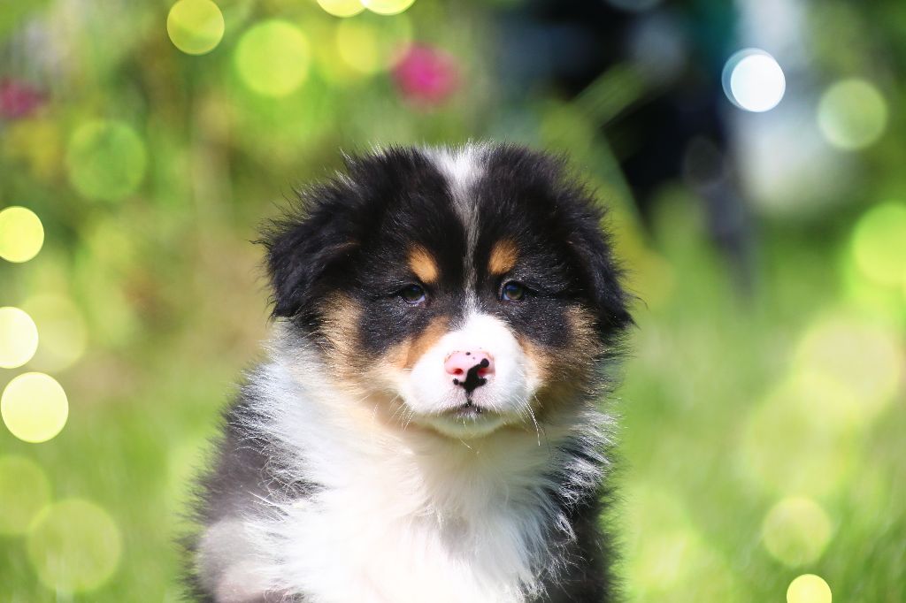 des Légendes de Maika - Chiots disponibles - Berger Australien