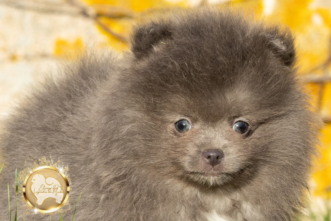 des Légendes de Maika - Chiots disponibles - Spitz allemand