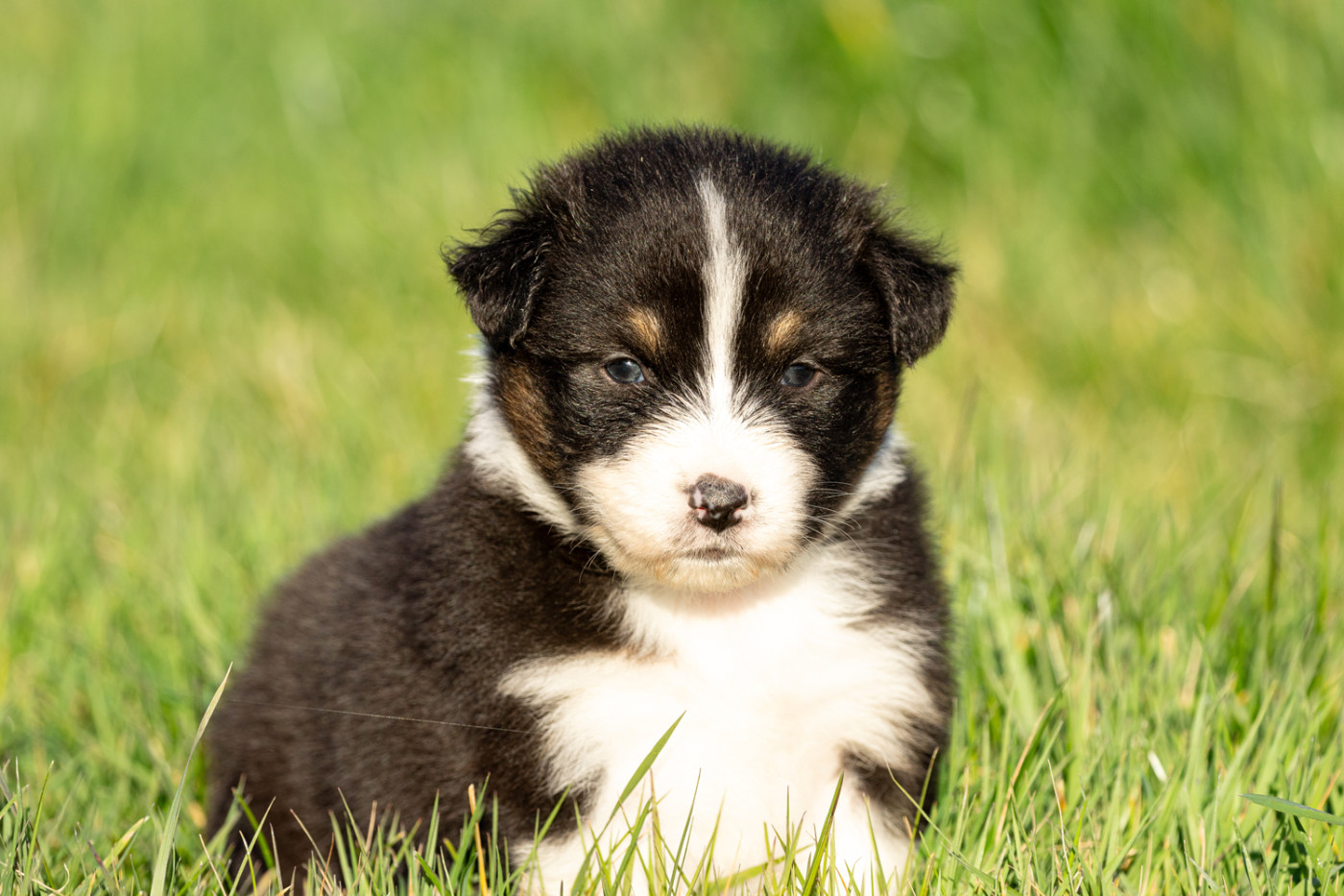 des Légendes de Maika - Chiots disponibles - Berger Australien