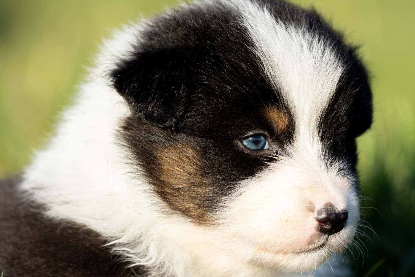des Légendes de Maika - Chiots disponibles - Berger Australien
