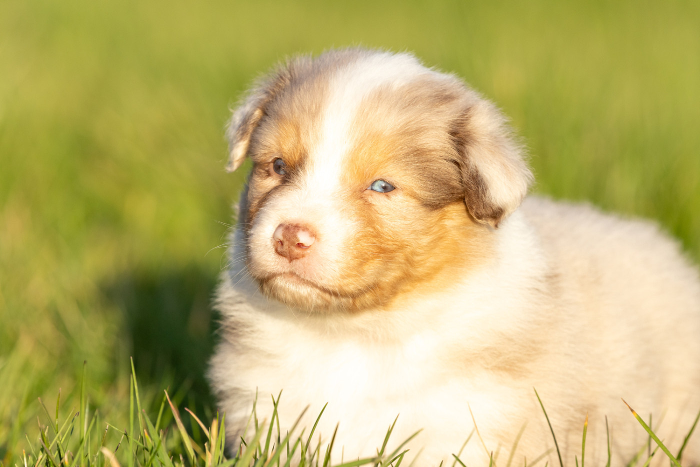 des Légendes de Maika - Chiots disponibles - Berger Australien