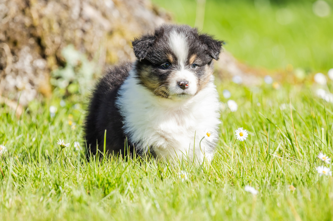 des Légendes de Maika - Chiots disponibles - Berger Australien