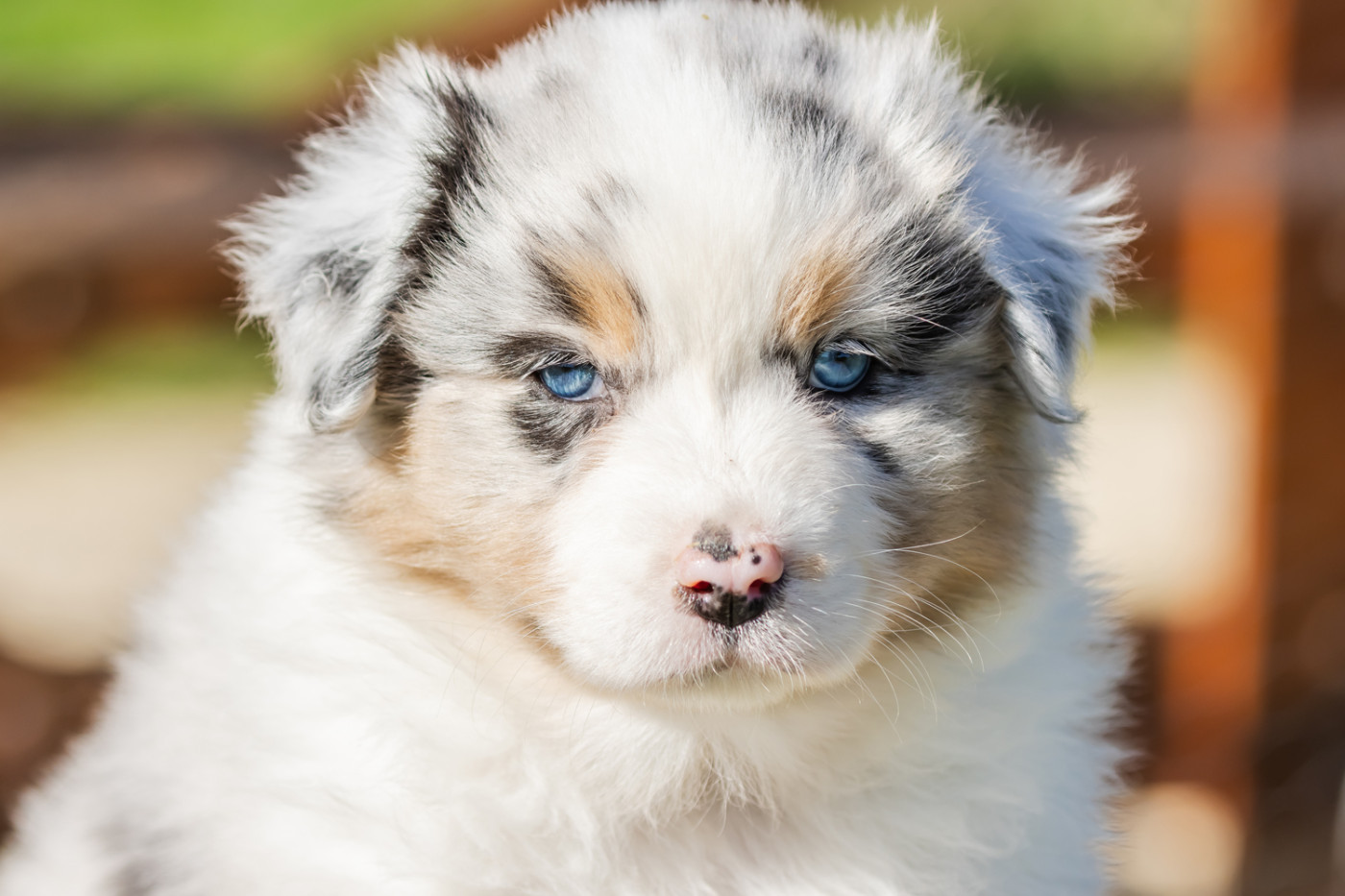 des Légendes de Maika - Chiots disponibles - Berger Australien