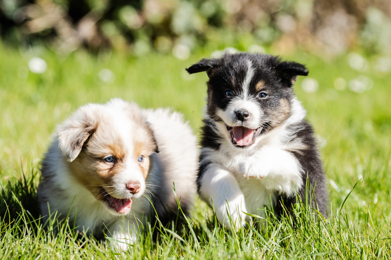 des Légendes de Maika - Chiots disponibles - Berger Australien