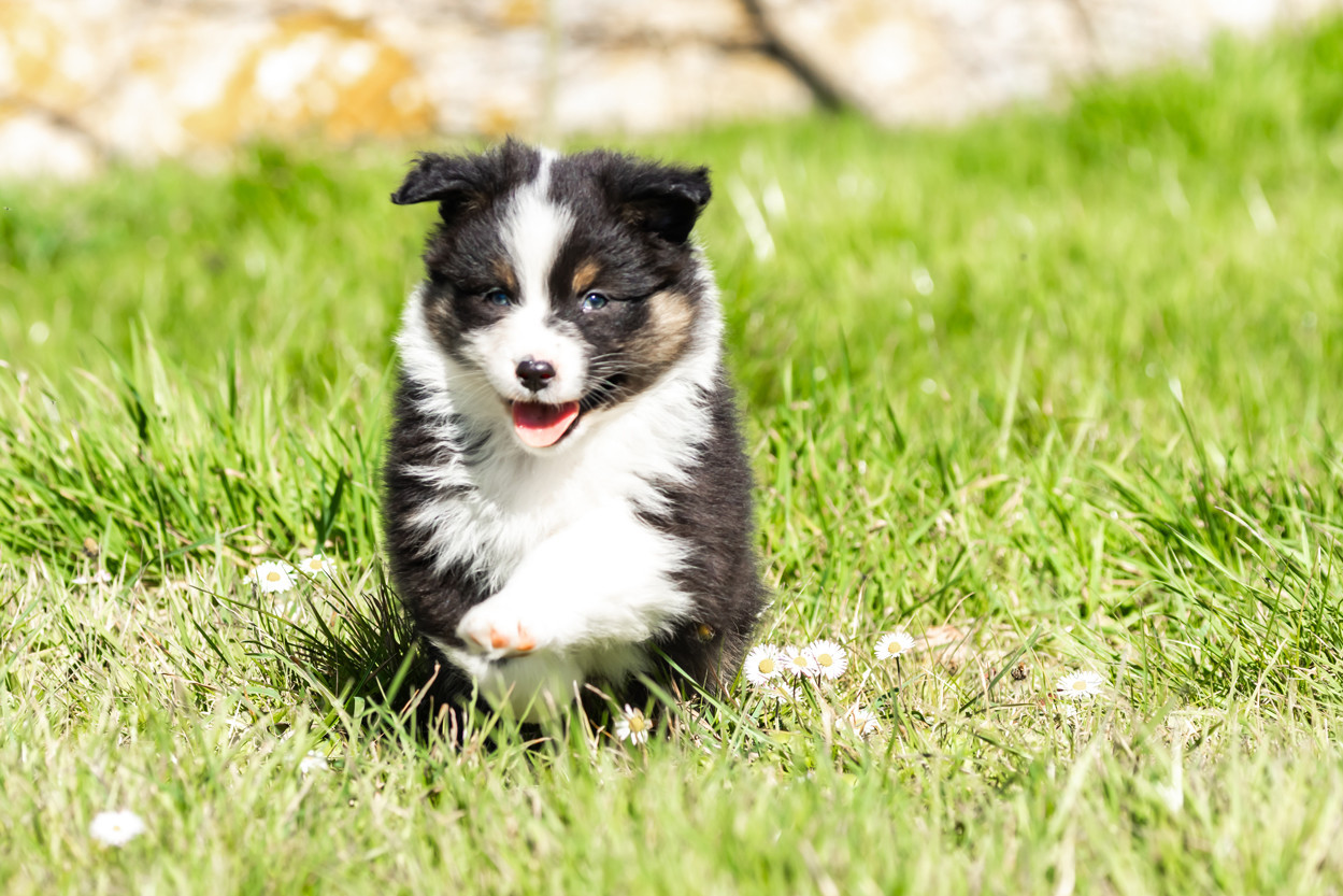 des Légendes de Maika - Chiots disponibles - Berger Australien