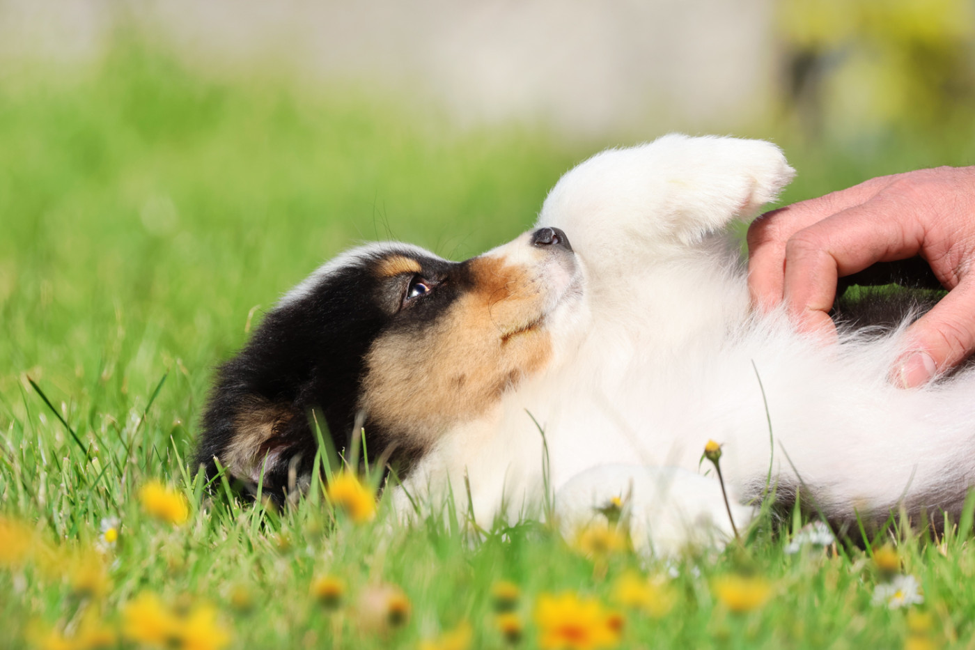 des Légendes de Maika - Chiots disponibles - Berger Australien