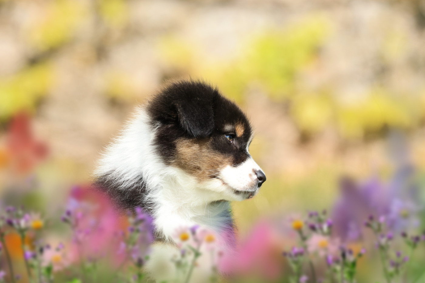 des Légendes de Maika - Chiots disponibles - Berger Australien