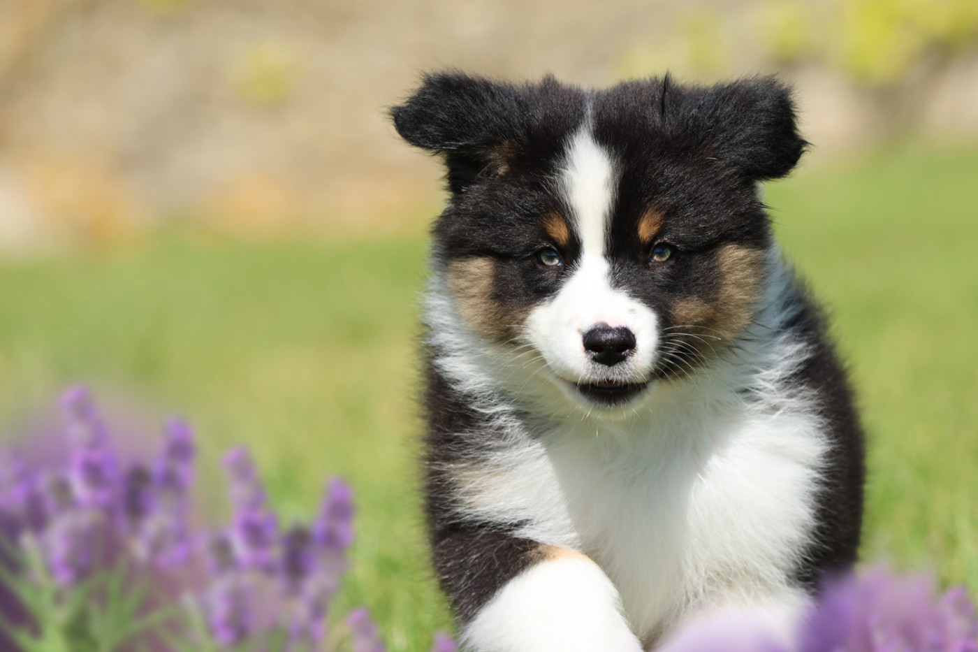 des Légendes de Maika - Chiots disponibles - Berger Australien