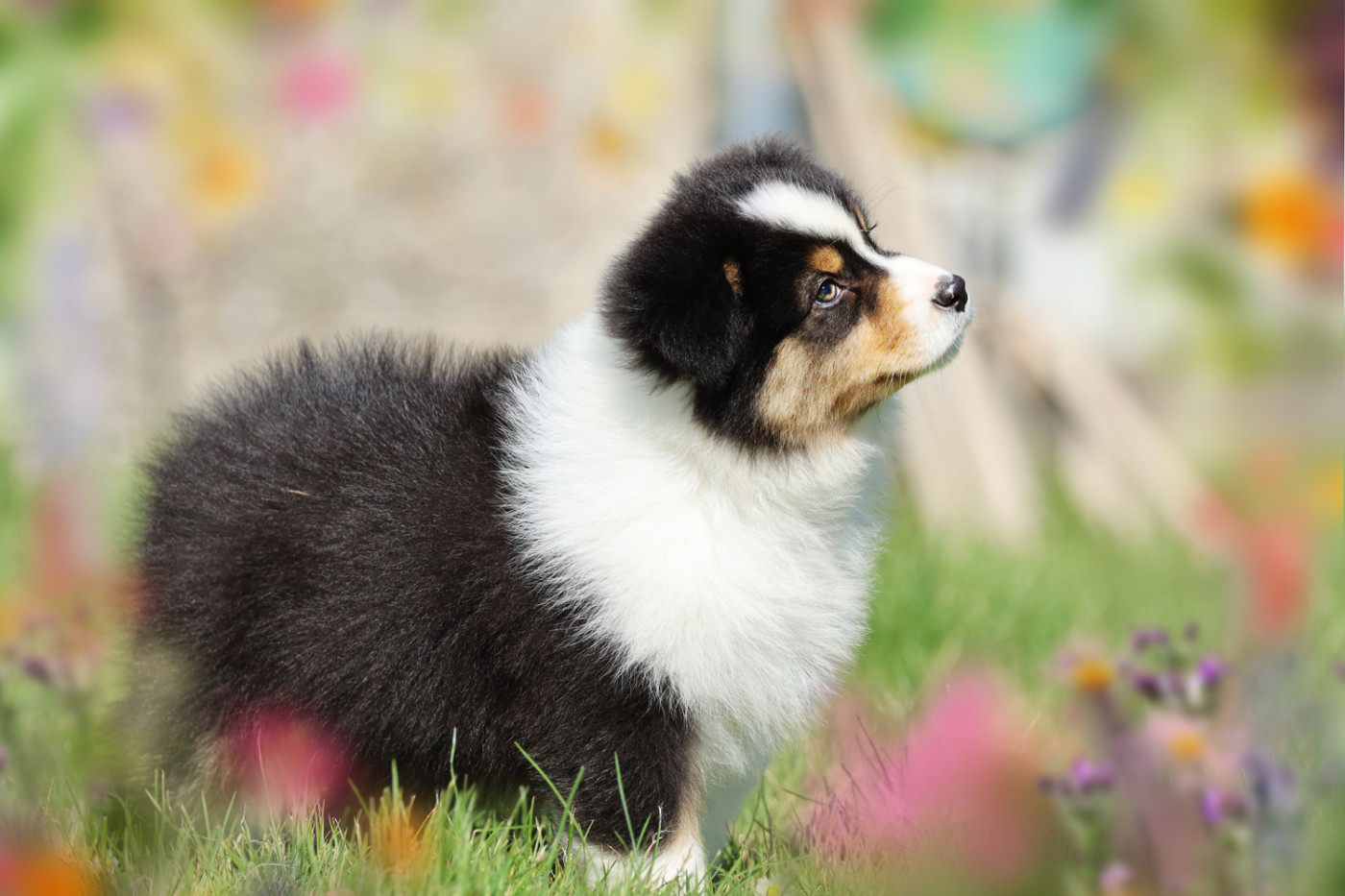des Légendes de Maika - Chiots disponibles - Berger Australien