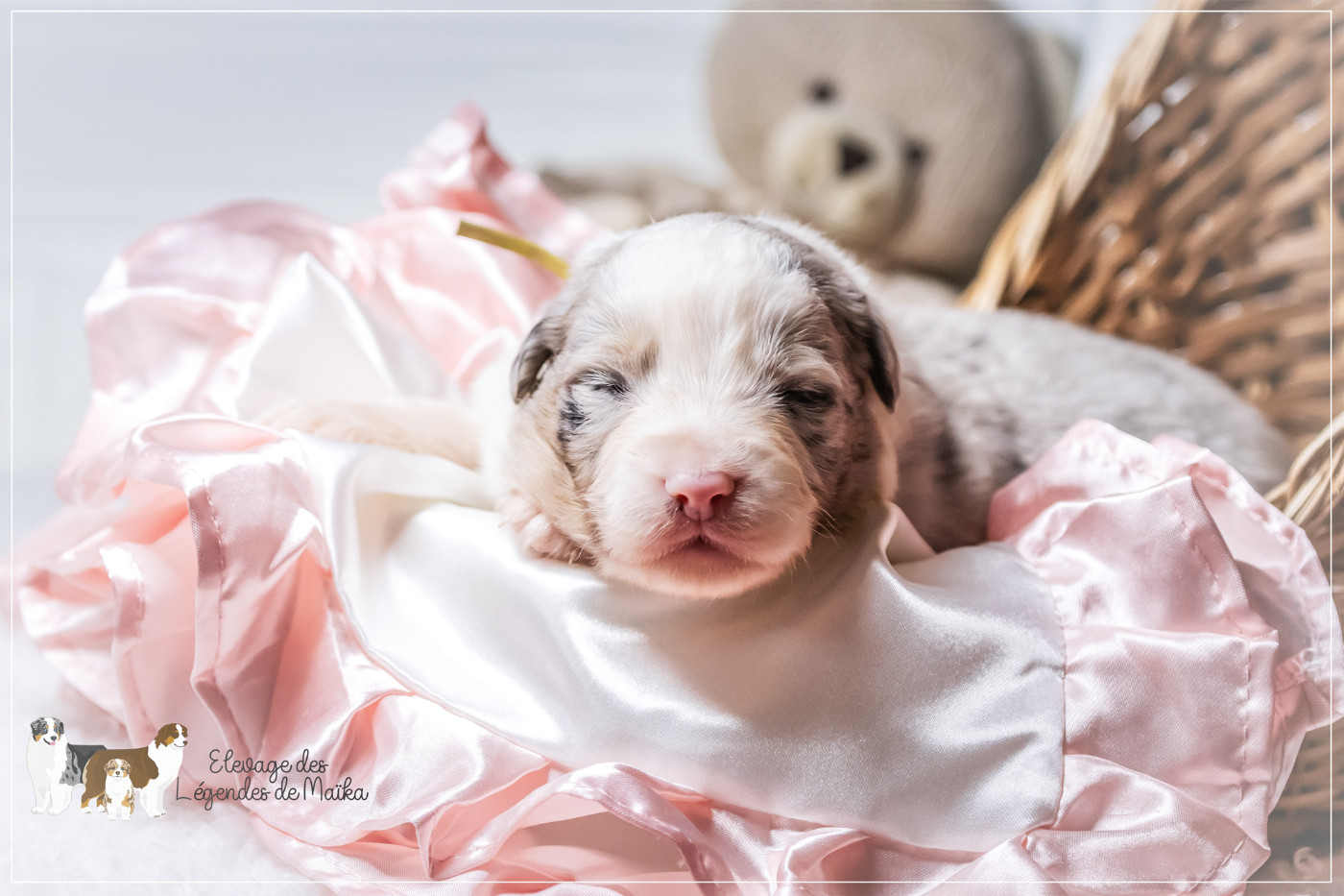 des Légendes de Maika - Chiots disponibles - Berger Australien