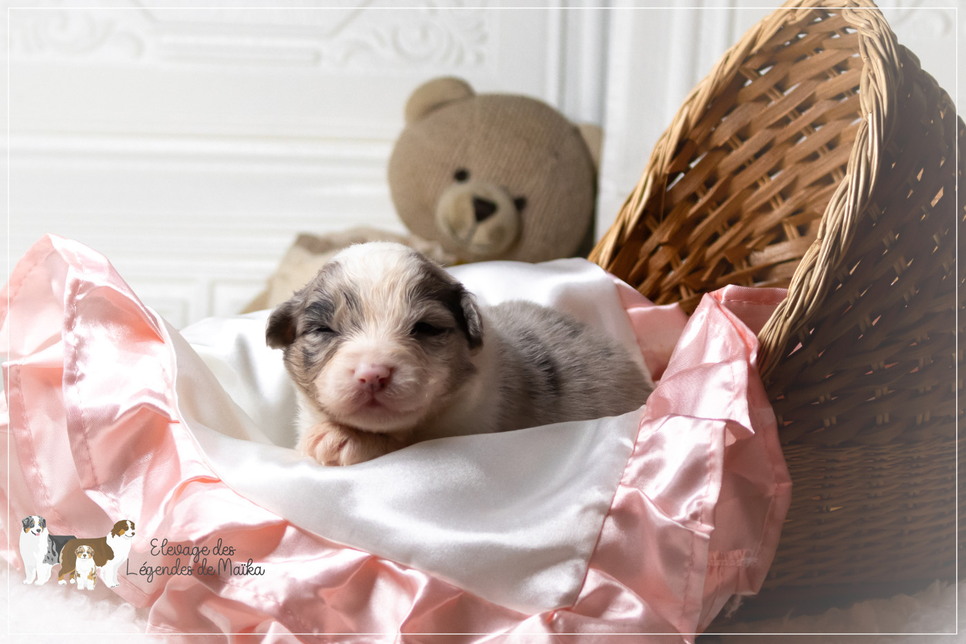 des Légendes de Maika - Chiots disponibles - Berger Australien