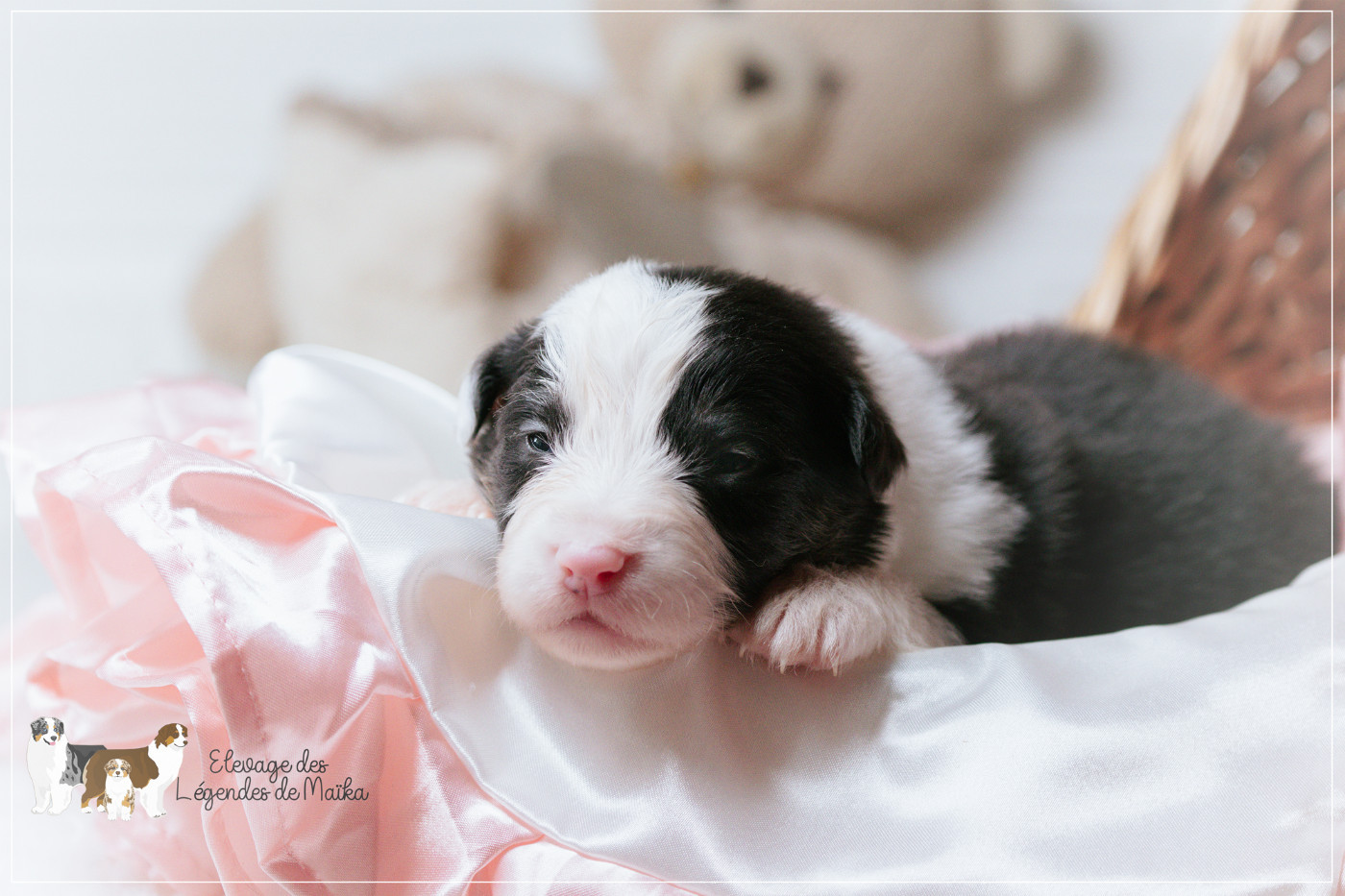 des Légendes de Maika - Chiots disponibles - Berger Australien