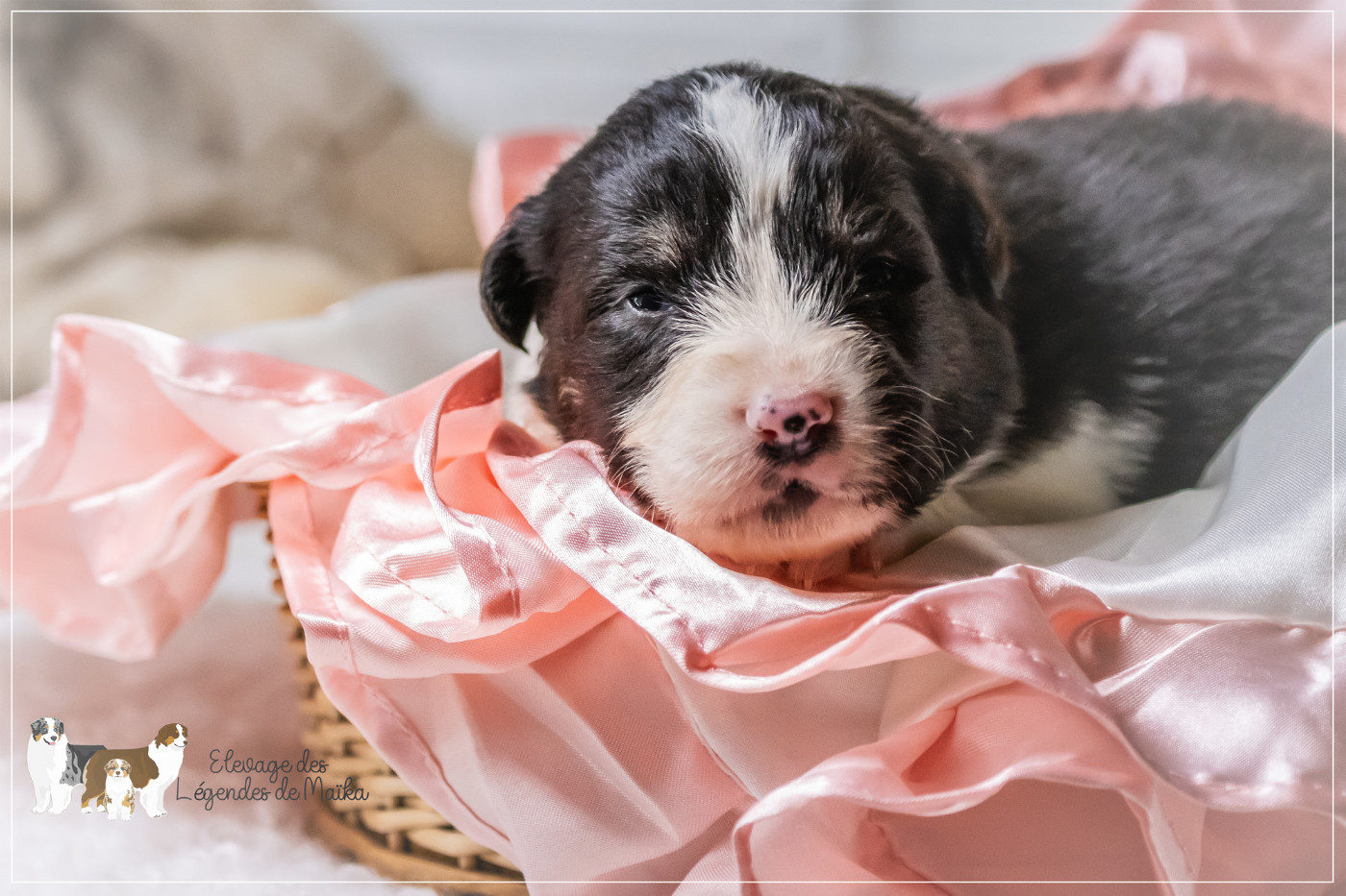des Légendes de Maika - Chiots disponibles - Berger Australien