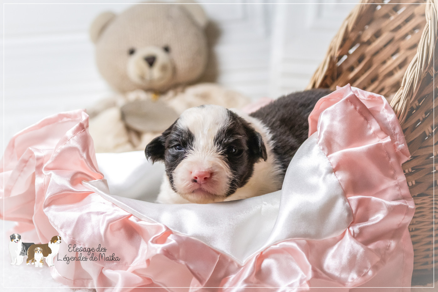 des Légendes de Maika - Chiots disponibles - Berger Australien