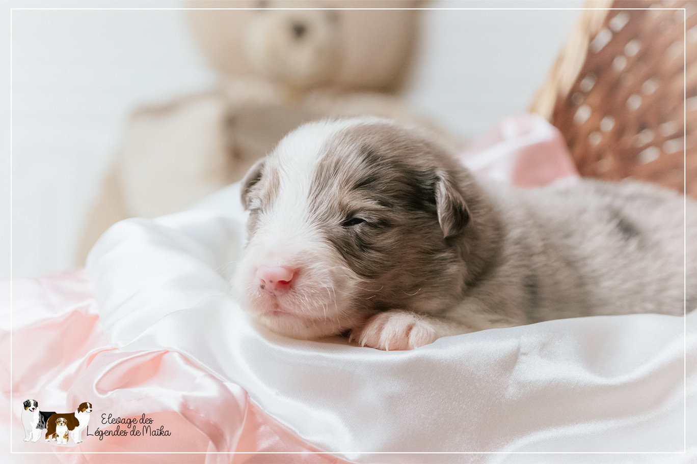 des Légendes de Maika - Chiots disponibles - Berger Australien