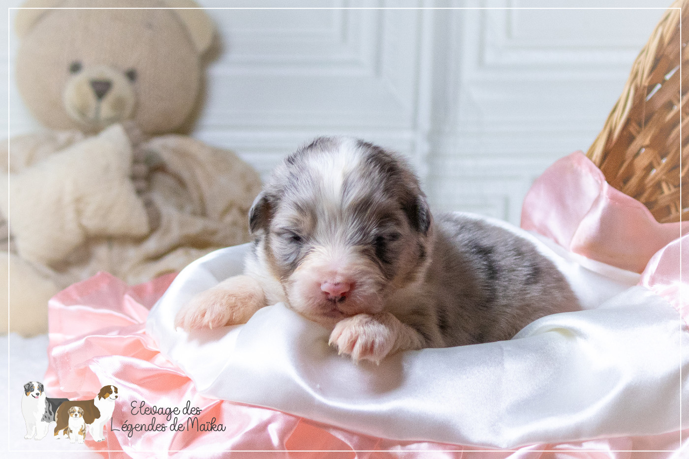 des Légendes de Maika - Chiots disponibles - Berger Australien
