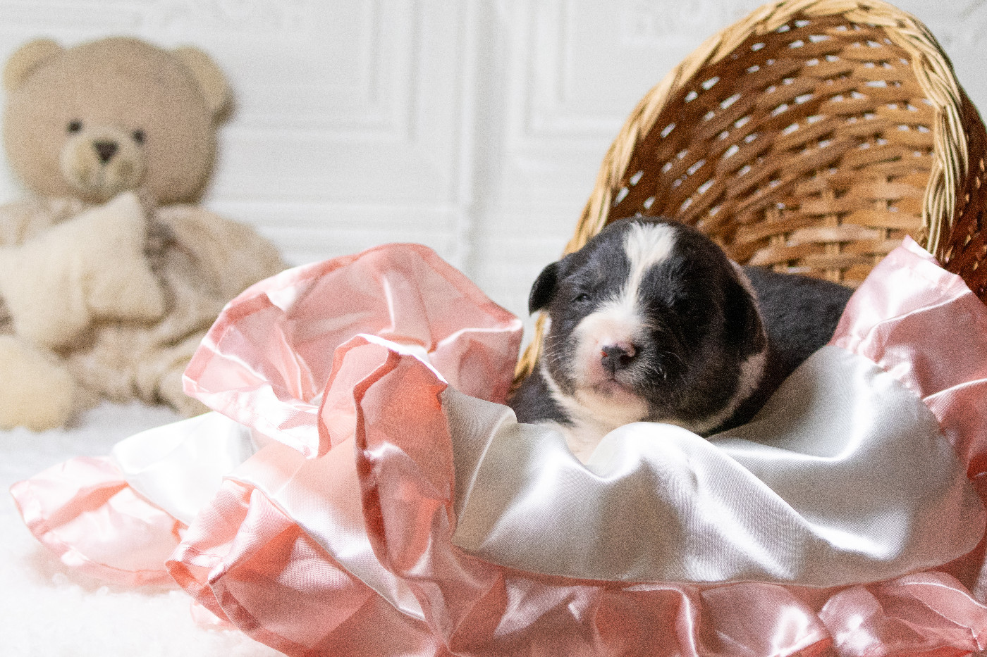 des Légendes de Maika - Chiots disponibles - Berger Australien