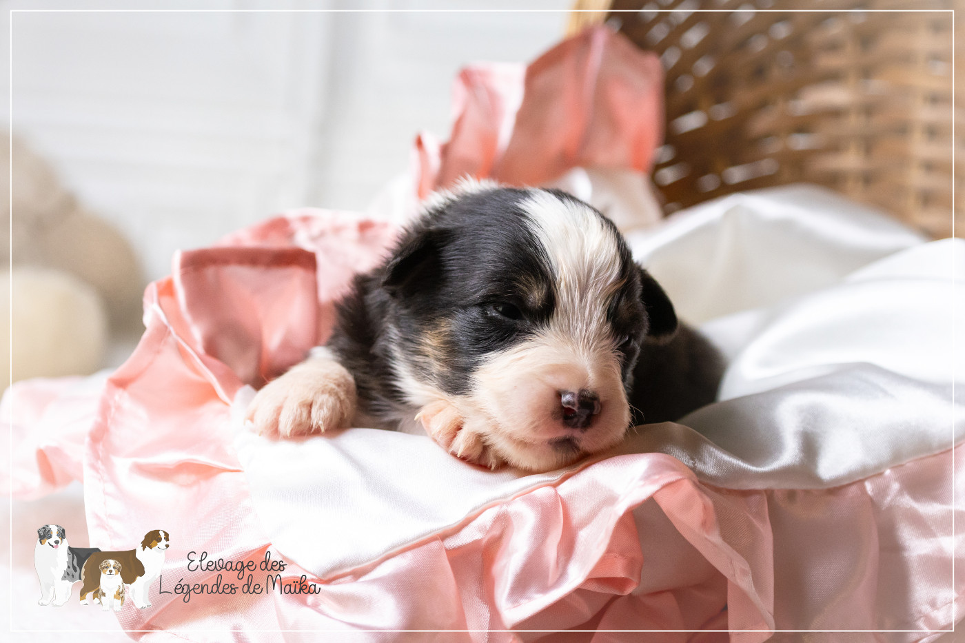des Légendes de Maika - Chiots disponibles - Berger Australien