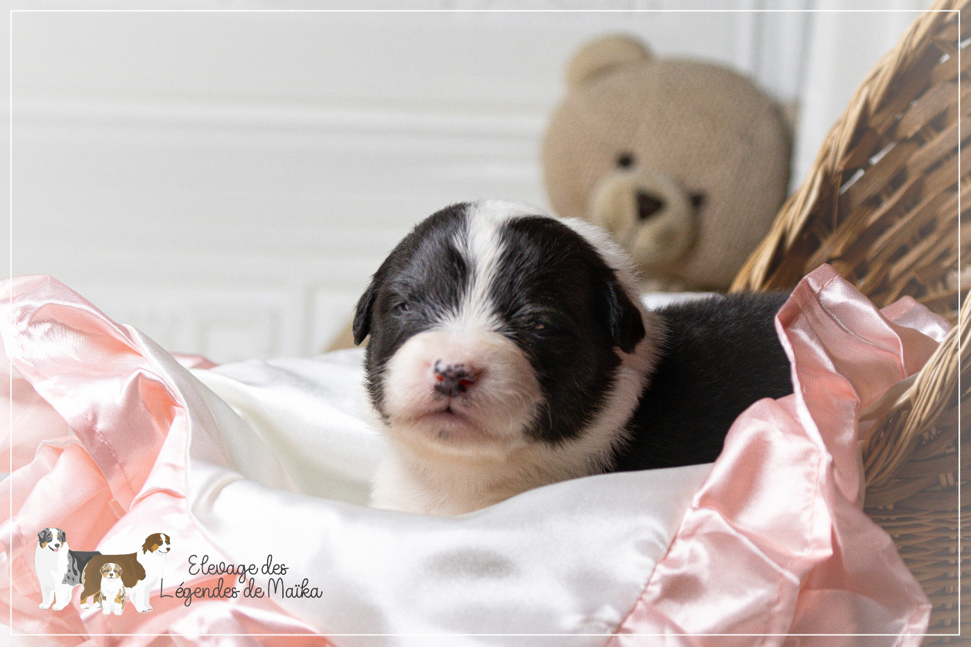 des Légendes de Maika - Chiots disponibles - Berger Australien