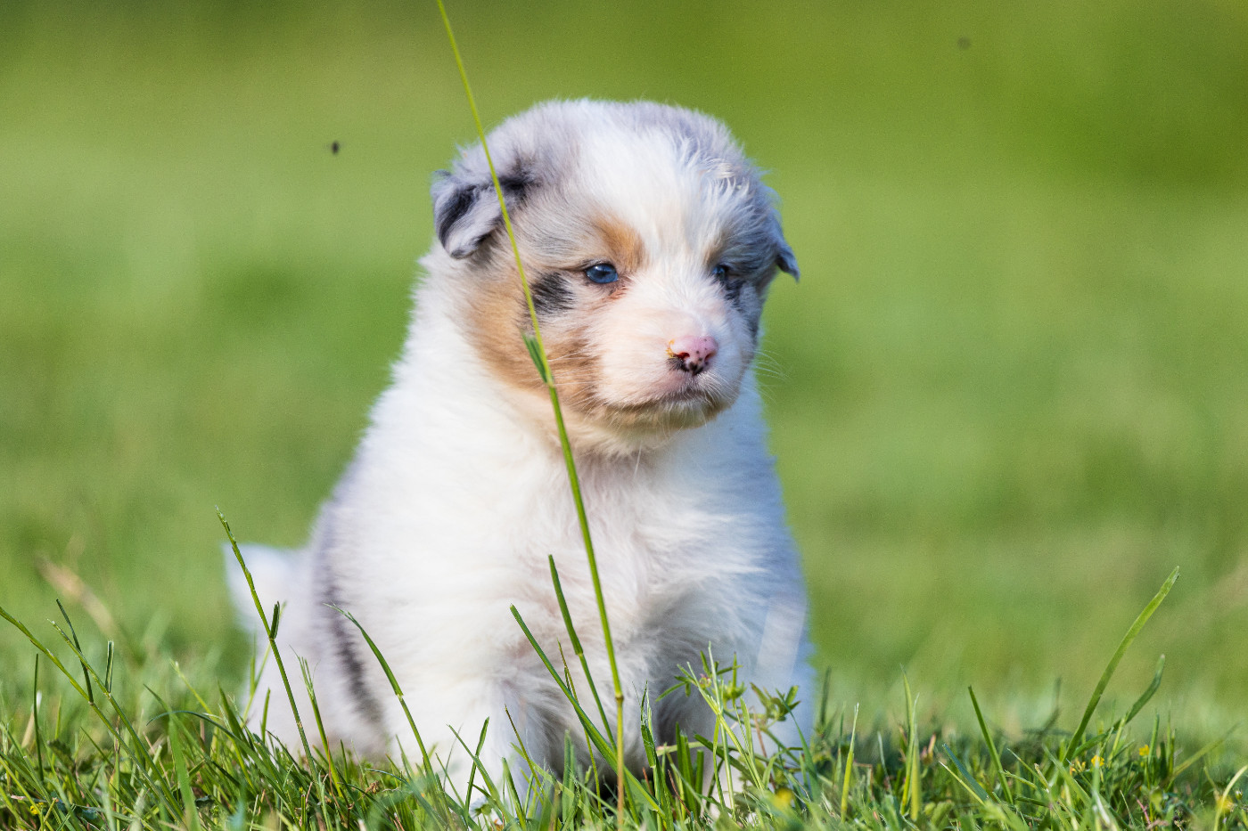 des Légendes de Maika - Chiots disponibles - Berger Australien