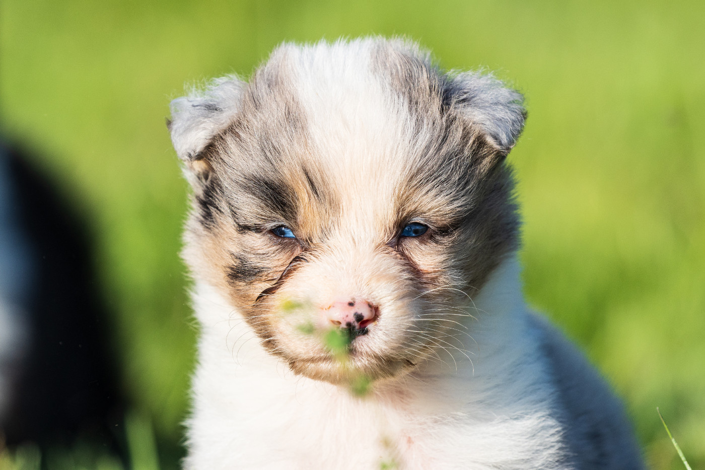des Légendes de Maika - Chiots disponibles - Berger Australien