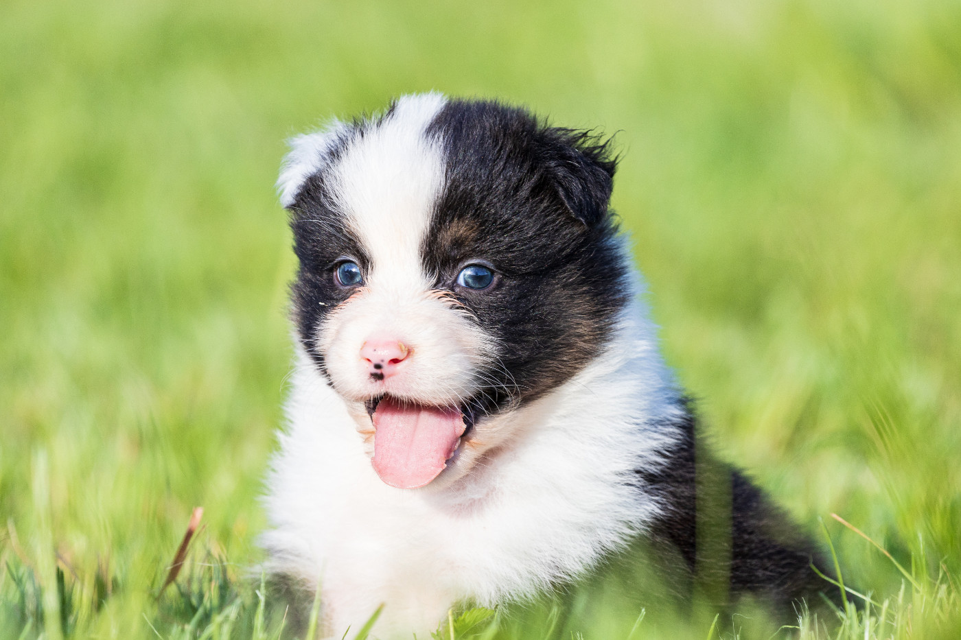 des Légendes de Maika - Chiots disponibles - Berger Australien