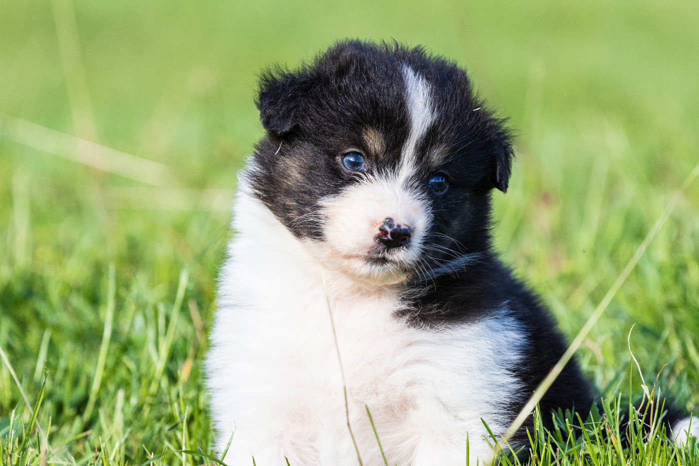 des Légendes de Maika - Chiots disponibles - Berger Australien