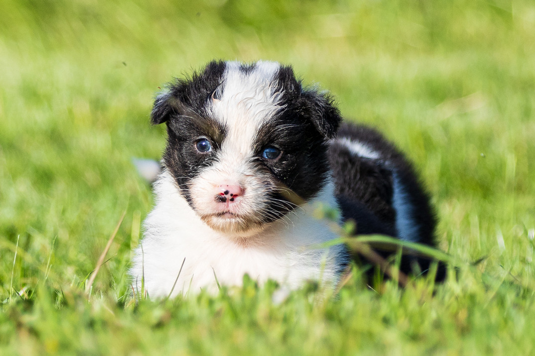 des Légendes de Maika - Chiots disponibles - Berger Australien