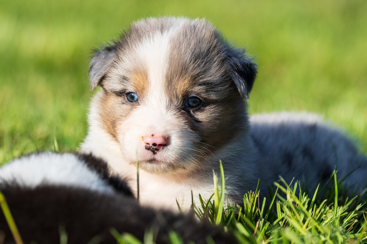 des Légendes de Maika - Chiots disponibles - Berger Australien
