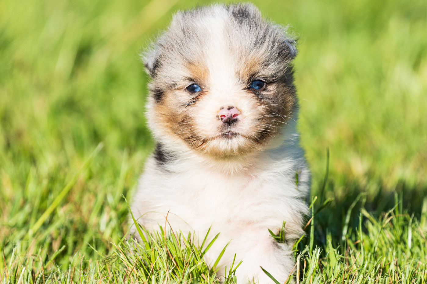 des Légendes de Maika - Chiots disponibles - Berger Australien