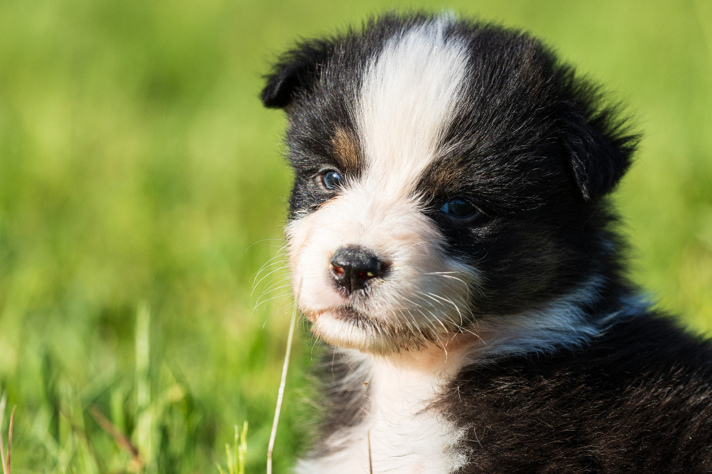 des Légendes de Maika - Chiots disponibles - Berger Australien