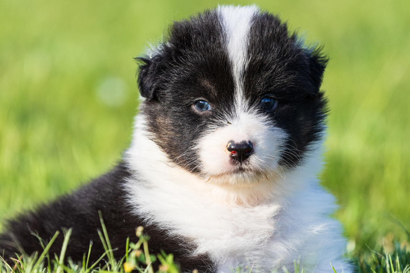 des Légendes de Maika - Chiots disponibles - Berger Australien