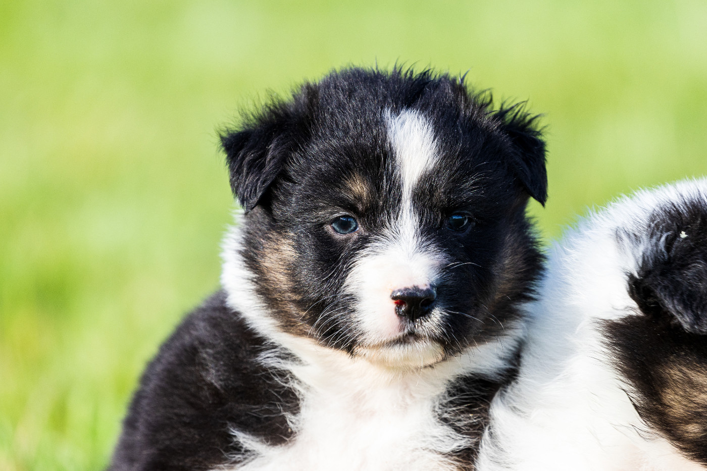 des Légendes de Maika - Chiots disponibles - Berger Australien