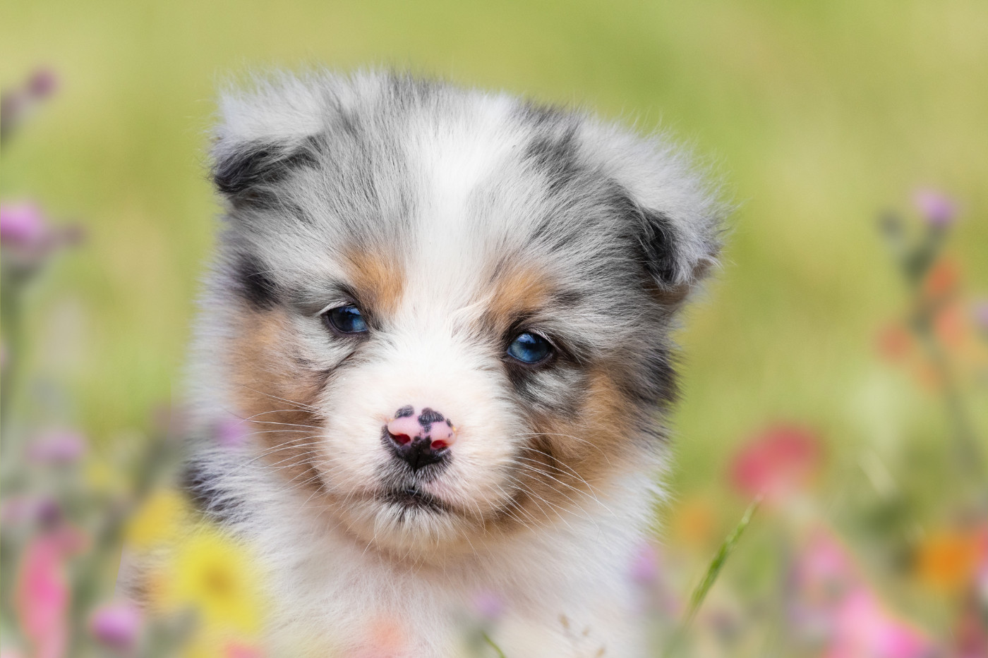 des Légendes de Maika - Chiots disponibles - Berger Australien