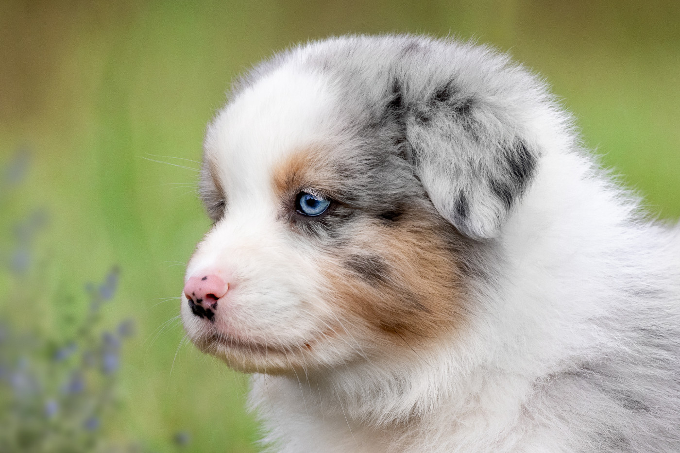 des Légendes de Maika - Chiots disponibles - Berger Australien