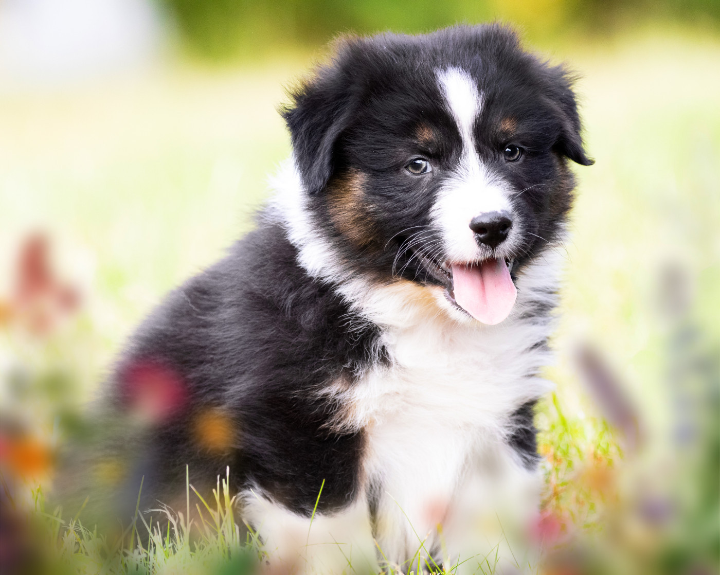 des Légendes de Maika - Chiots disponibles - Berger Australien