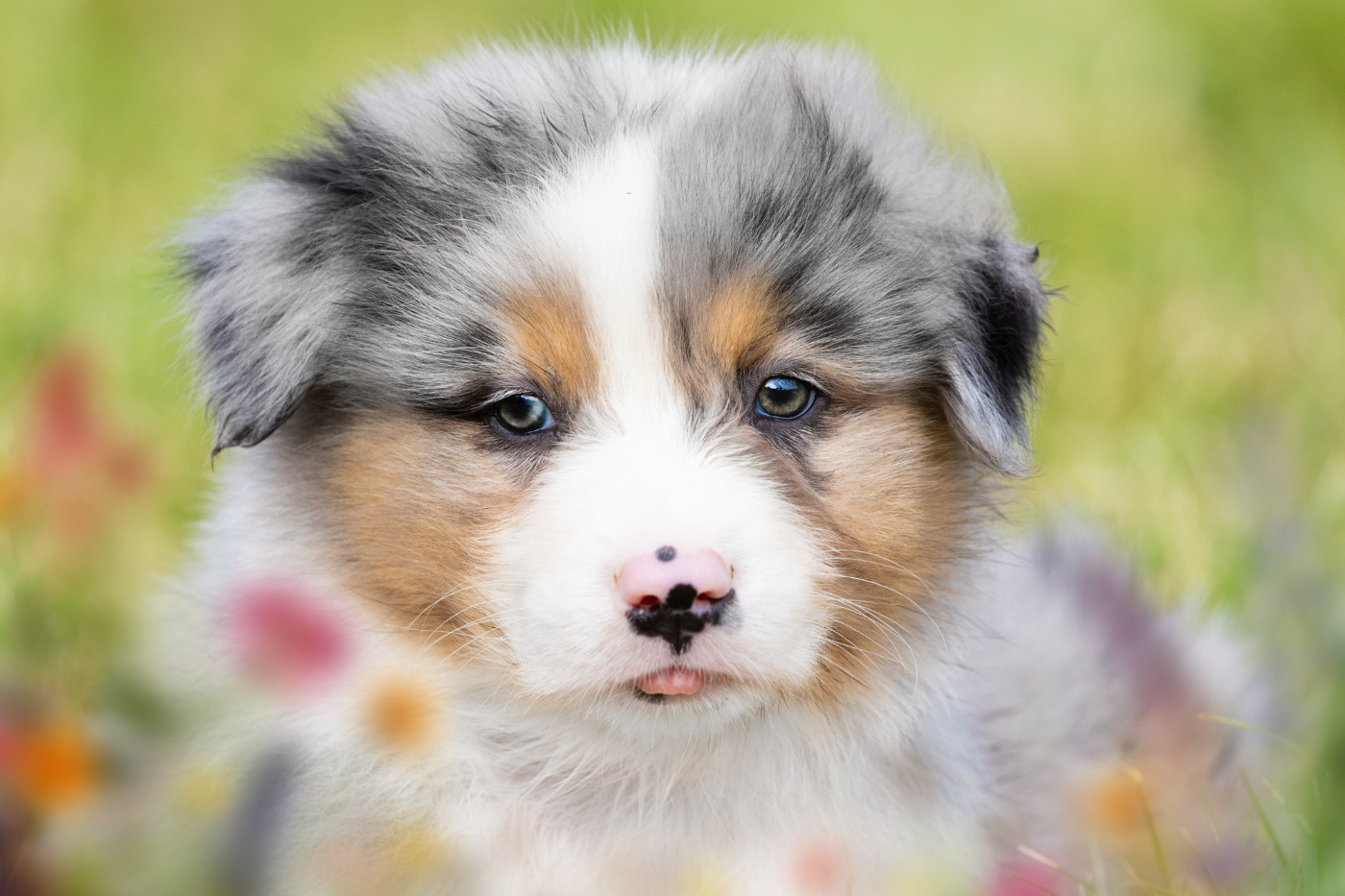 des Légendes de Maika - Chiots disponibles - Berger Australien