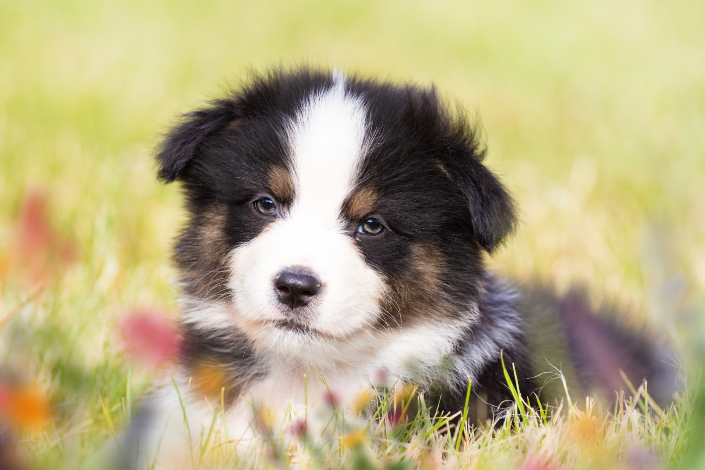 des Légendes de Maika - Chiots disponibles - Berger Australien