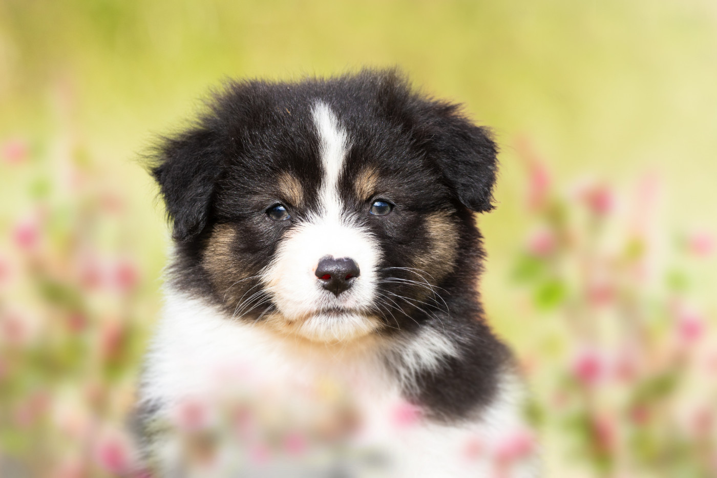 des Légendes de Maika - Chiots disponibles - Berger Australien