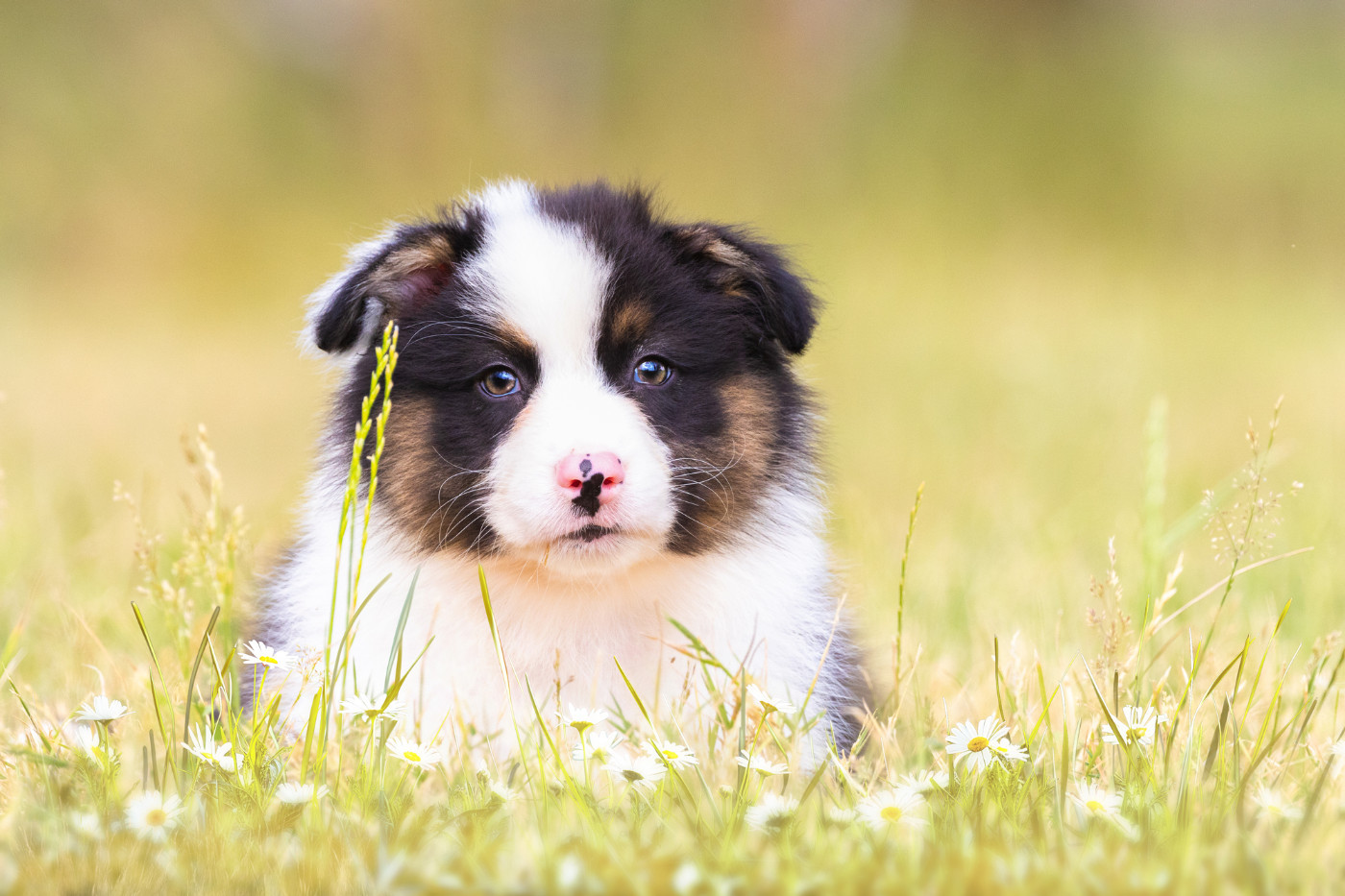 des Légendes de Maika - Chiots disponibles - Berger Australien