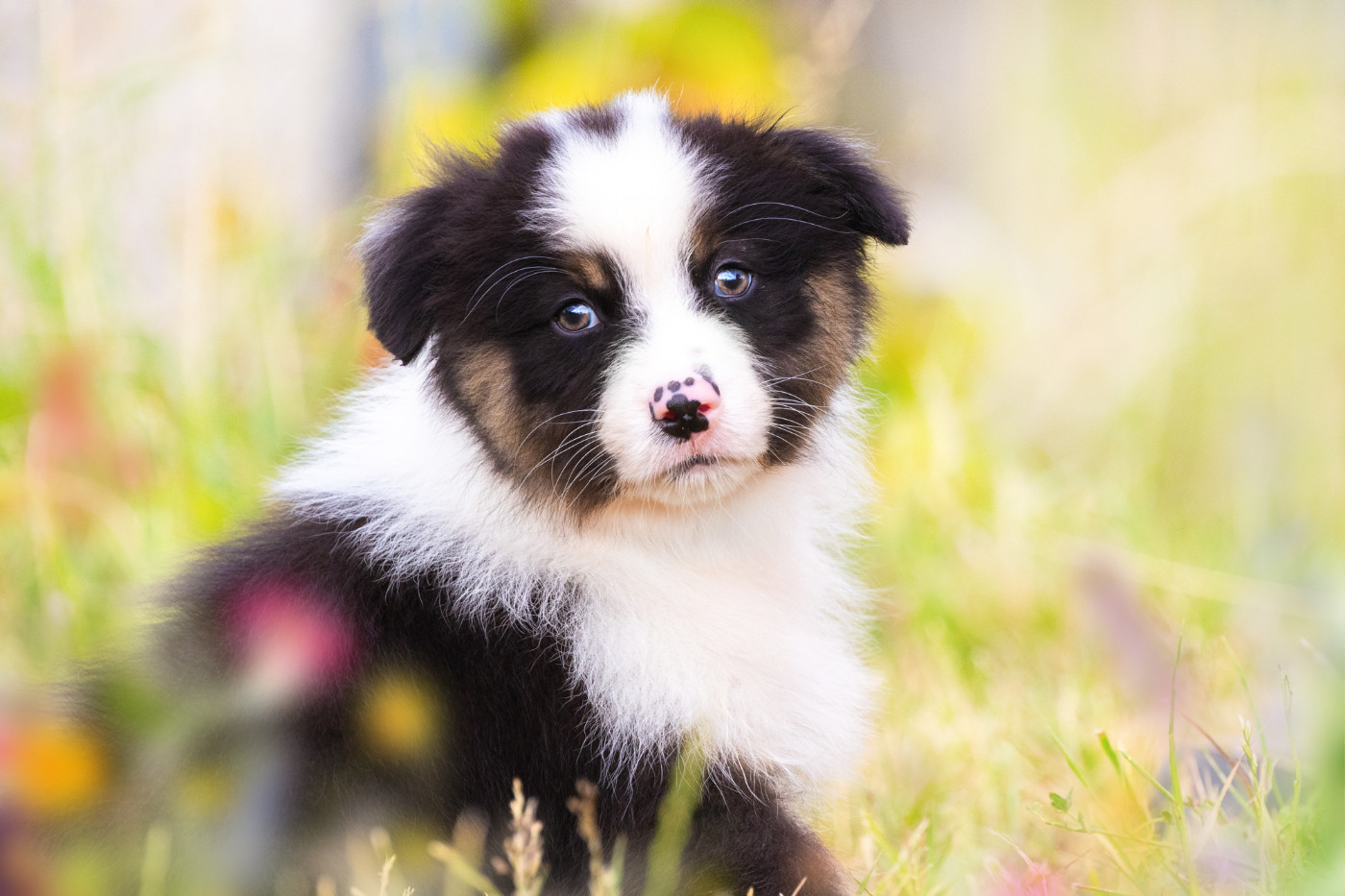 des Légendes de Maika - Chiots disponibles - Berger Australien